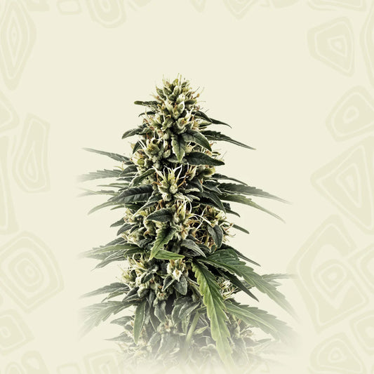Amnesia Haze