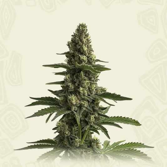 Bruce Banner