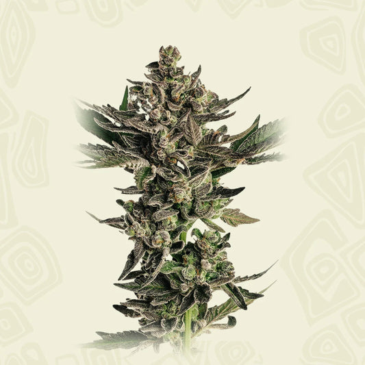 Fatso 2A3 x Grapes n Cream