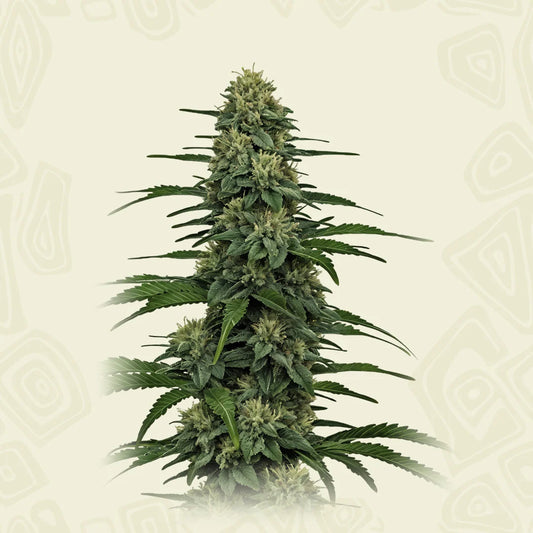 Gorilla Glue #4