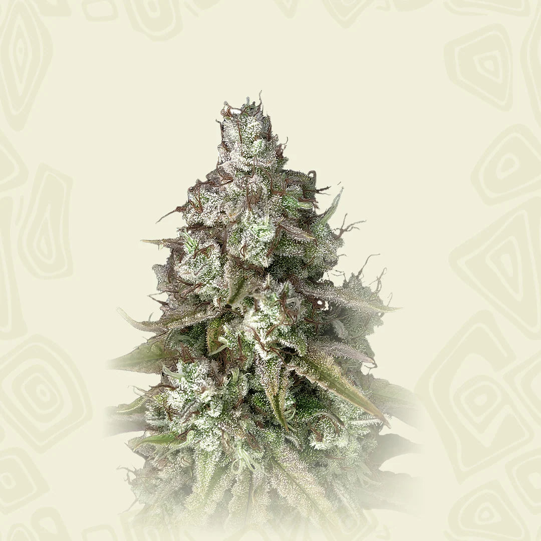 Triangle Platinum Auto