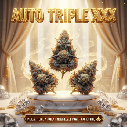 Triple XXX Auto