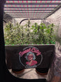 Sweet City Seeds Banner