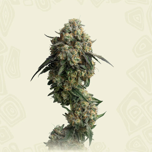 Cookies Gelato Auto