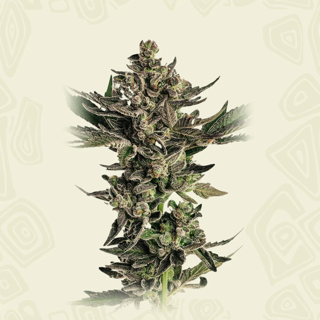 Fatso 2A3 x Grapes n Cream