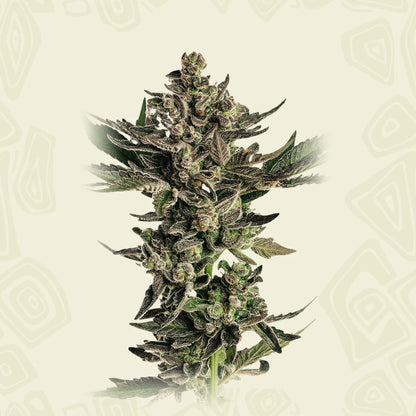 Fatso 2A3 x Grapes n Cream