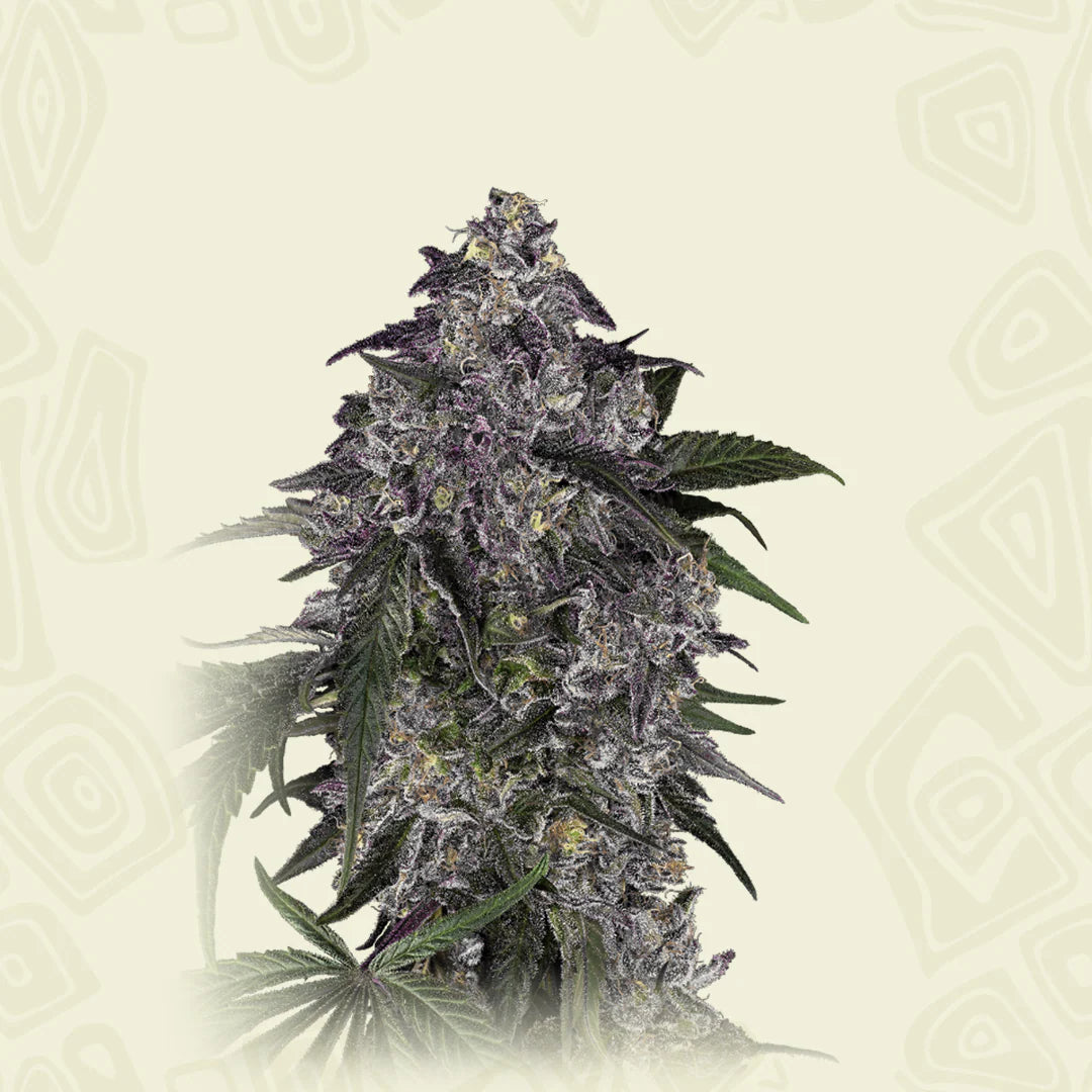 Lavender Purple Kush