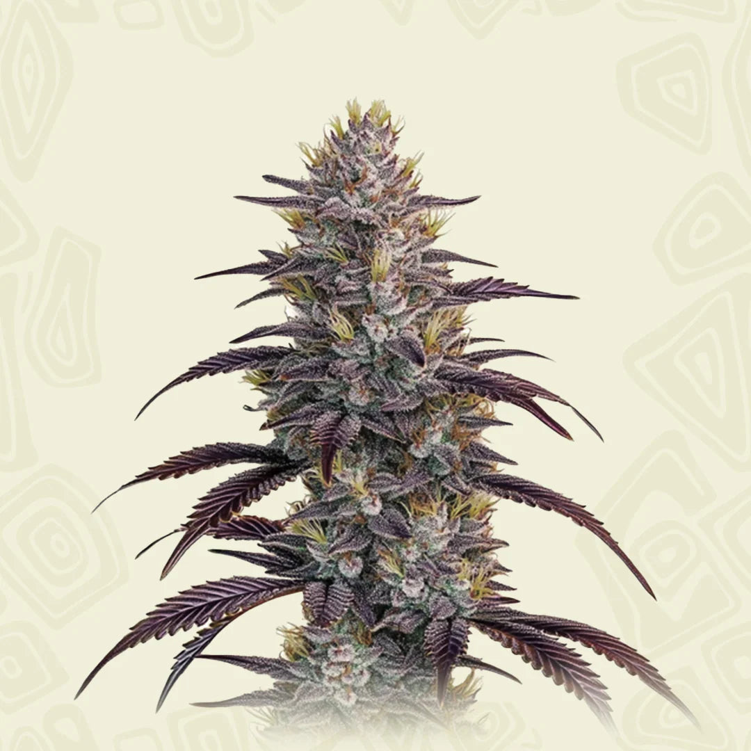 Mimosa