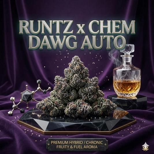 Runtz x Chem Dawg Auto
