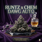 Runtz x Chem Dawg Auto