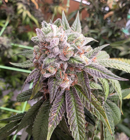 Slurricane
