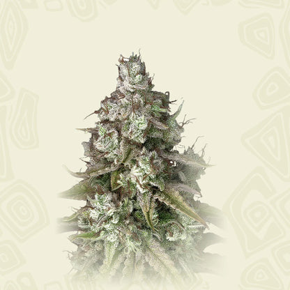 Triangle Platinum Auto