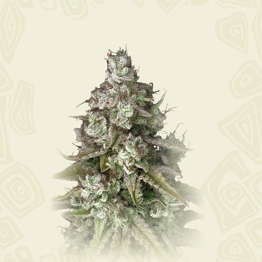 Triangle Platinum Auto