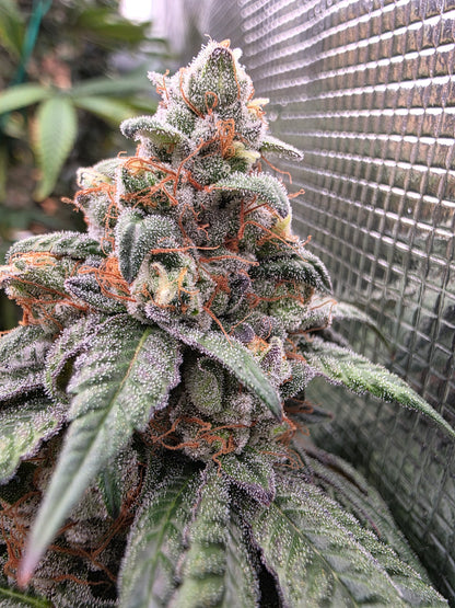Slurricane