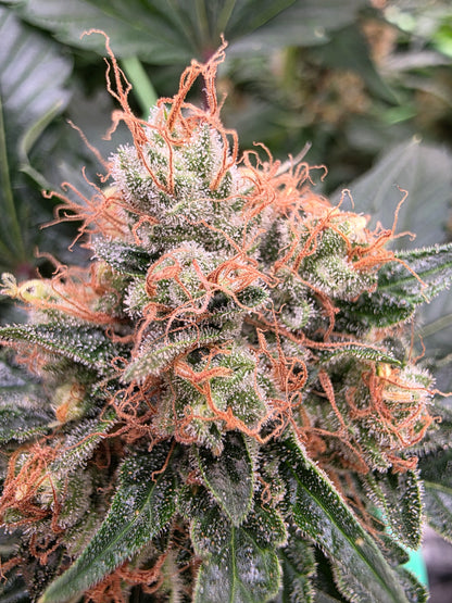 Super Frost x MAC